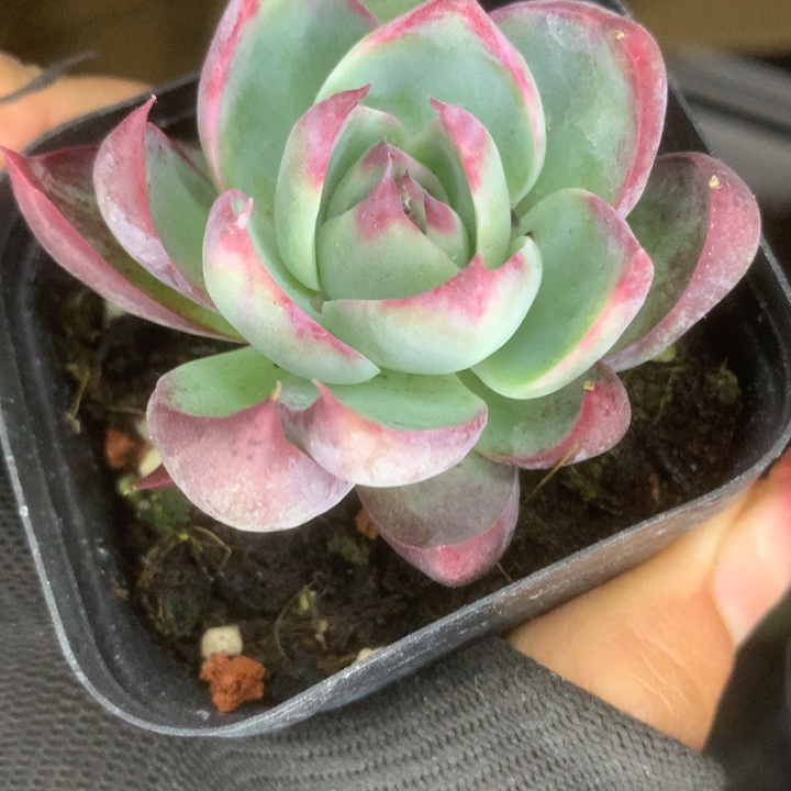 惊鸿。宽。 （满9.99包邮不满9.99发空盆）