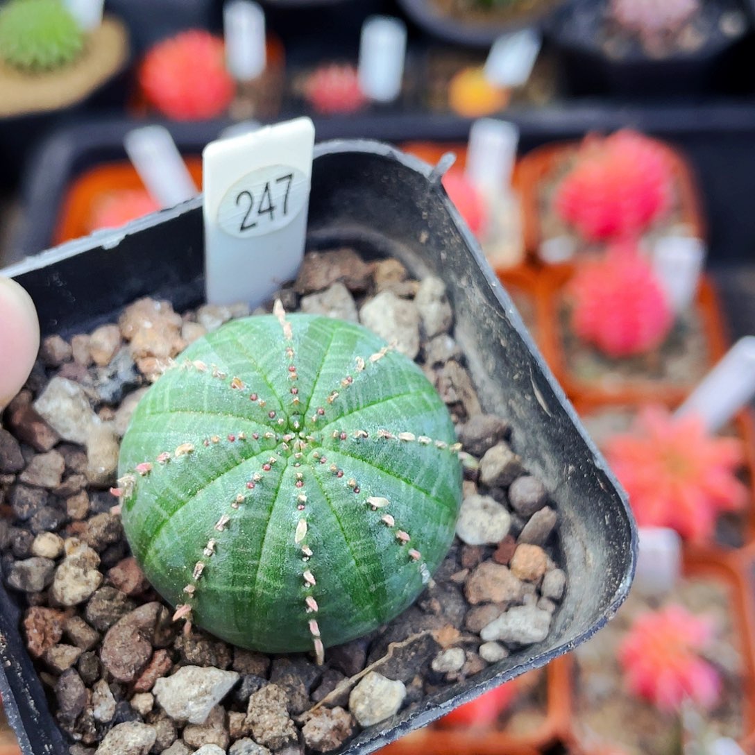 非偏远地区满25包邮仙人球