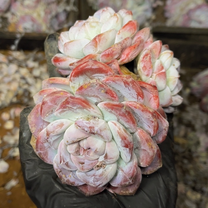 冰玉大三头全状态