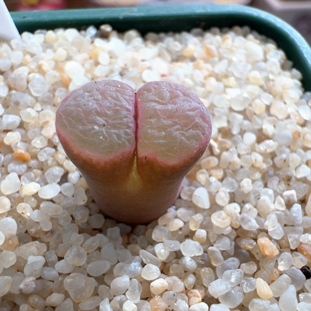 704。稀有编号 1797.93特粉 