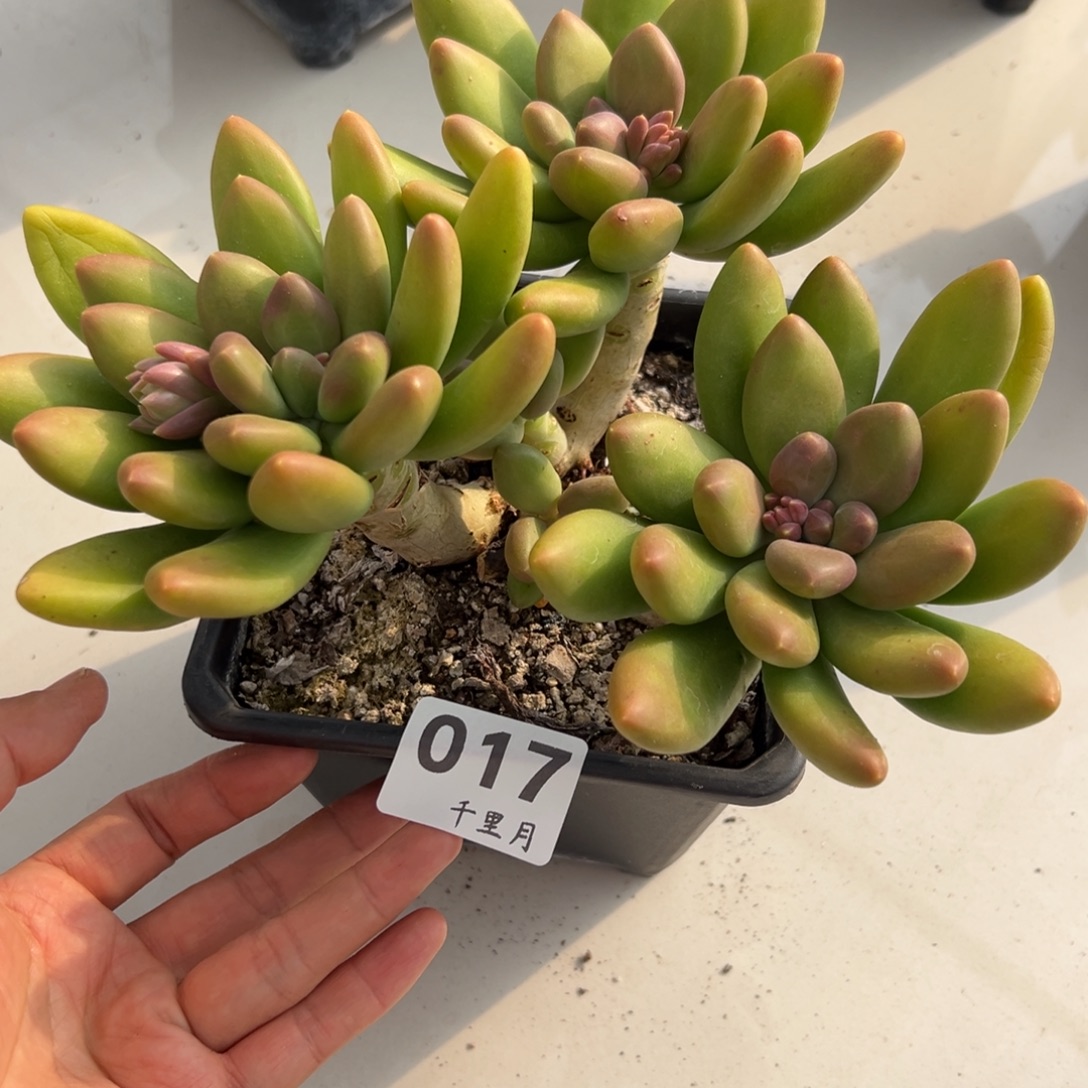 平***儿17、跟着v昏昏沉沉今年初