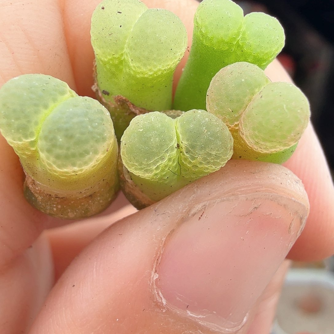 3.20.14/1453.9粉樱5个/多肉