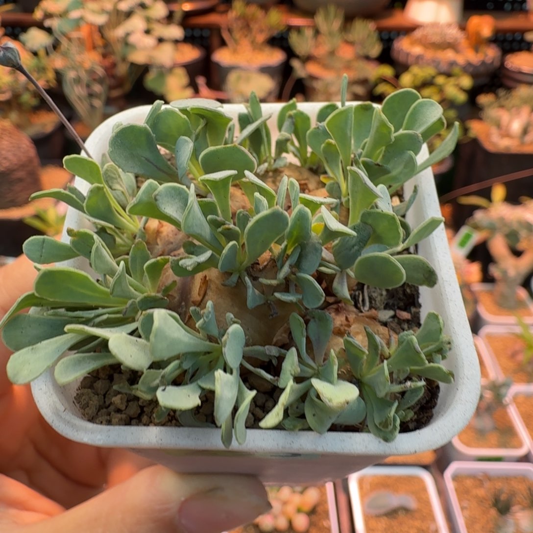 格加厚墩菊295 仙人球