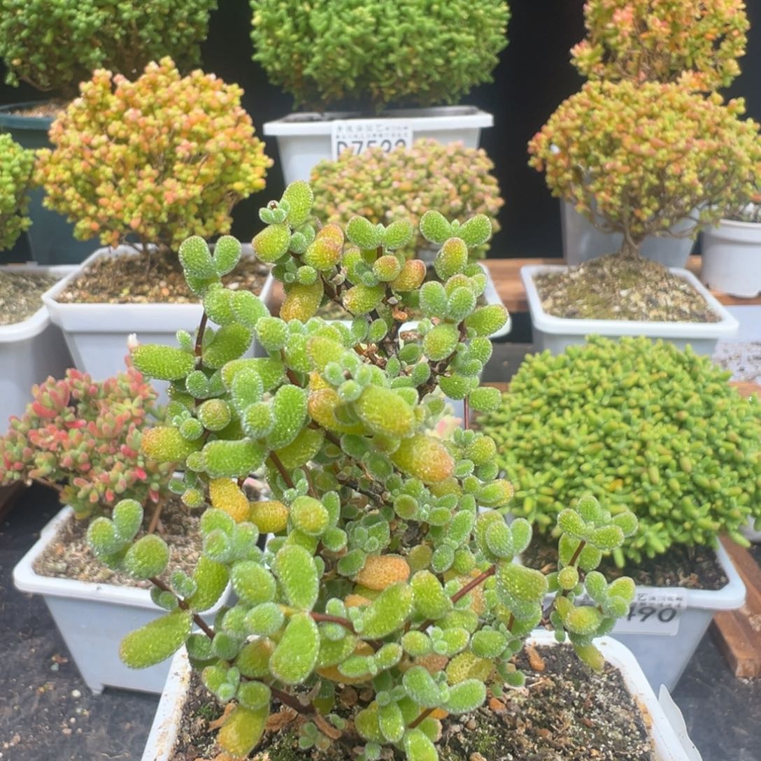 D7572翡翠一物一拍