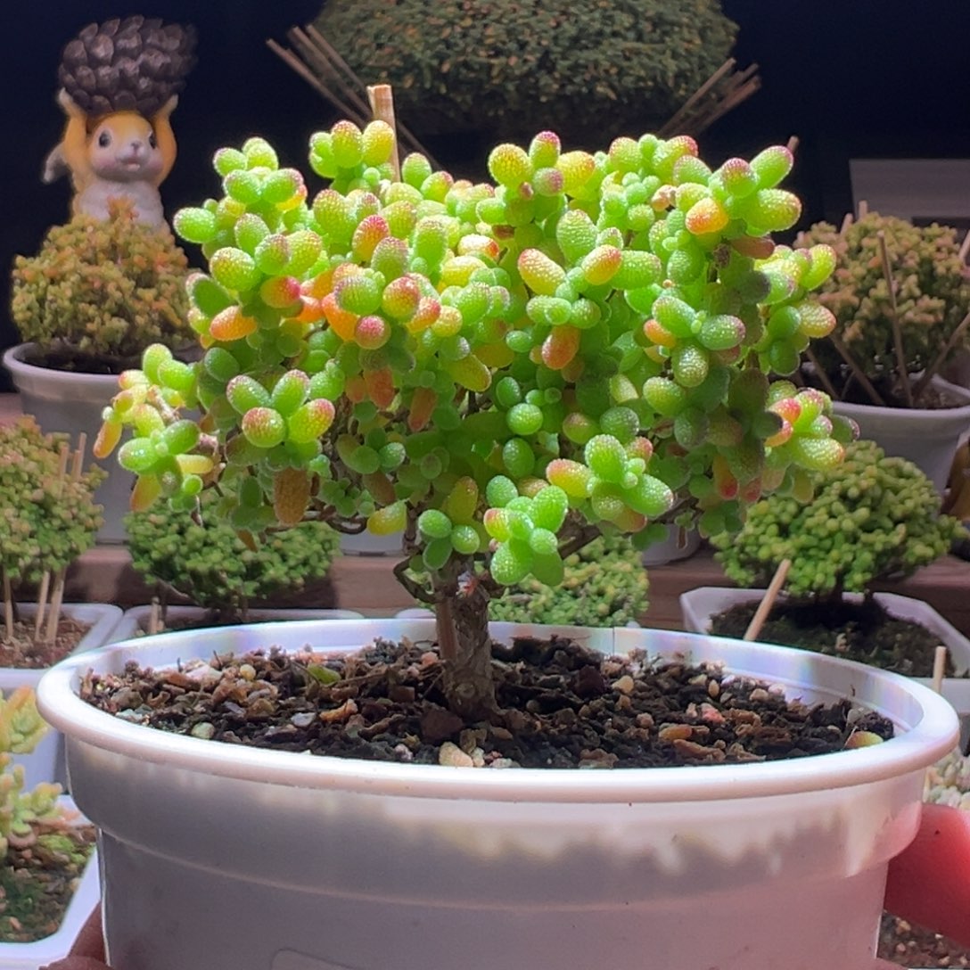 238金桔一物一拍带盆土发货