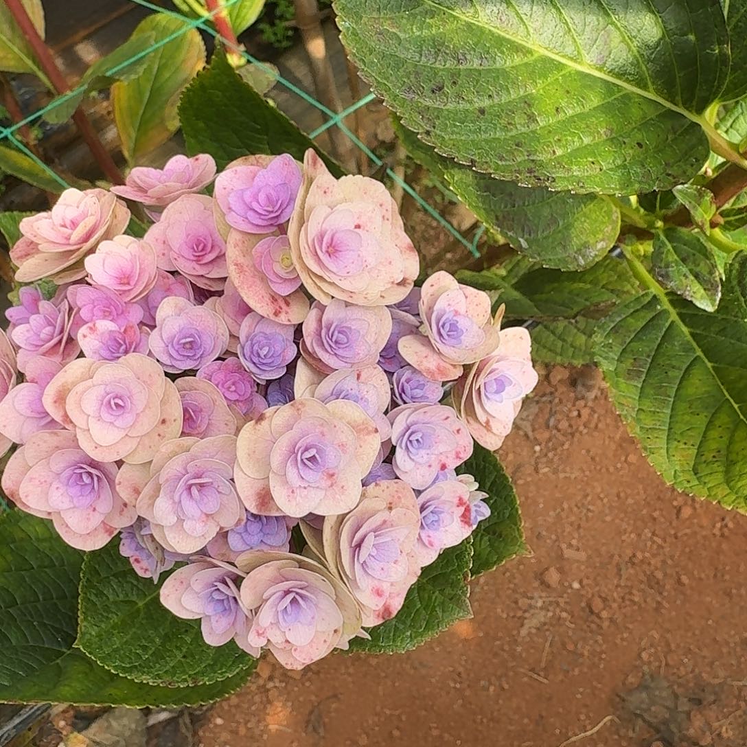 大部分花苞少量开放117