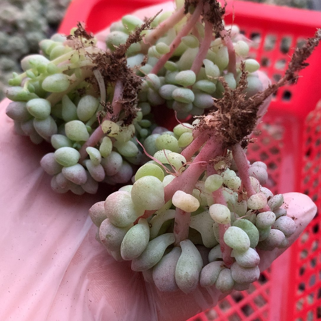 多肉植物一物一拍