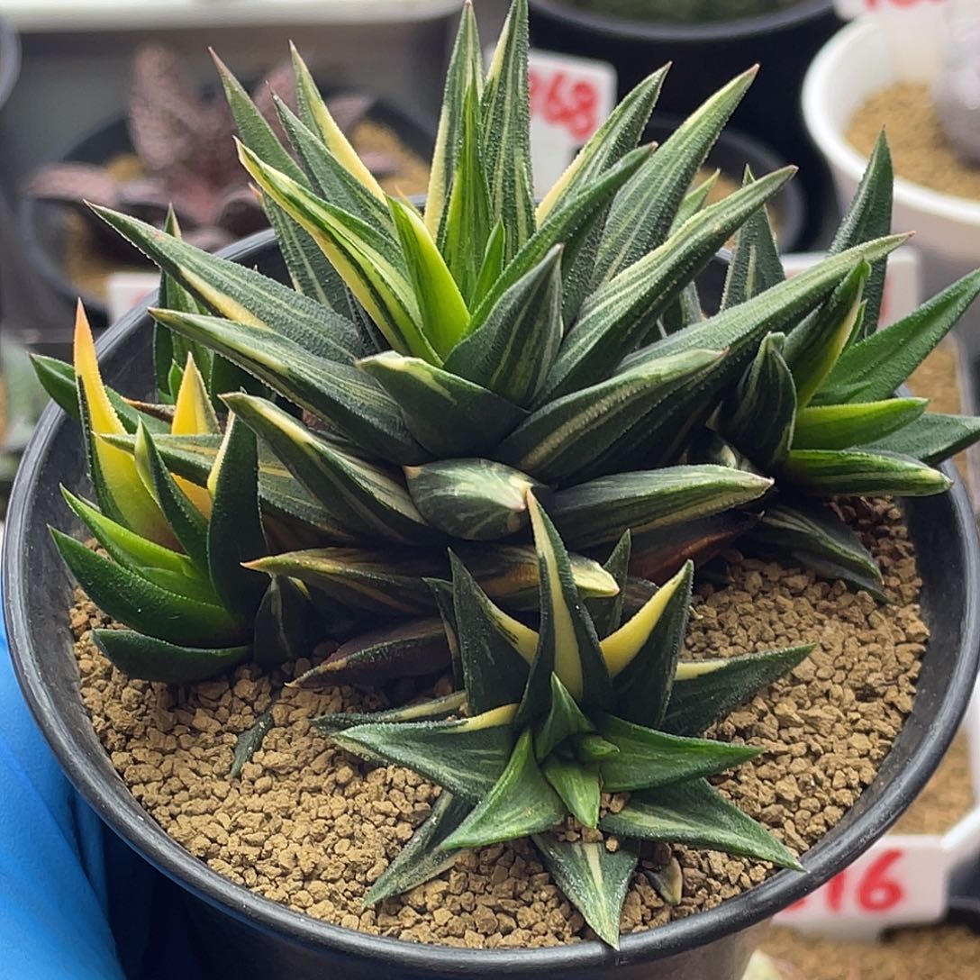 实生丸叶拉丝象牙塔锦仙人球多肉