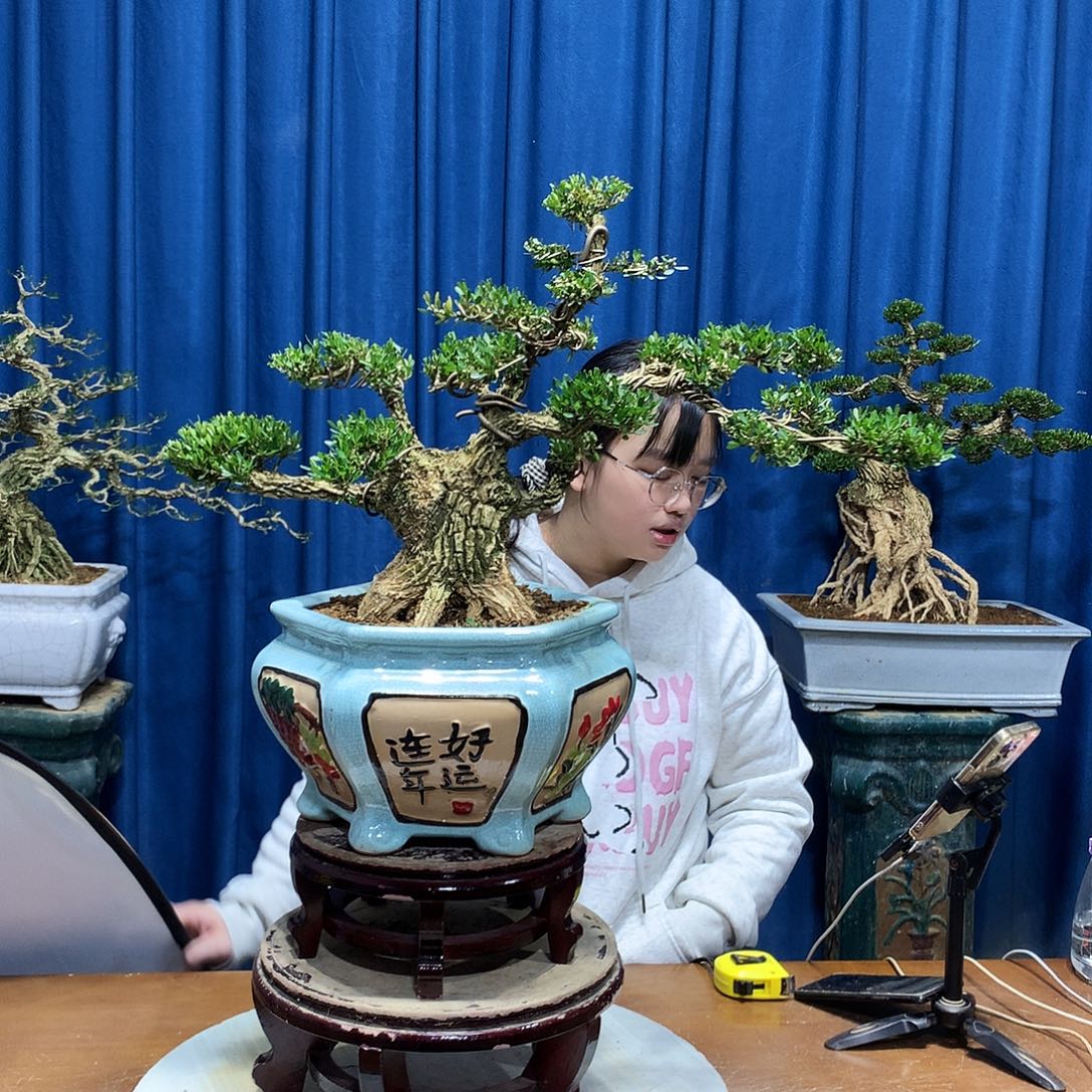 无花朵黄杨盆景一物一拍