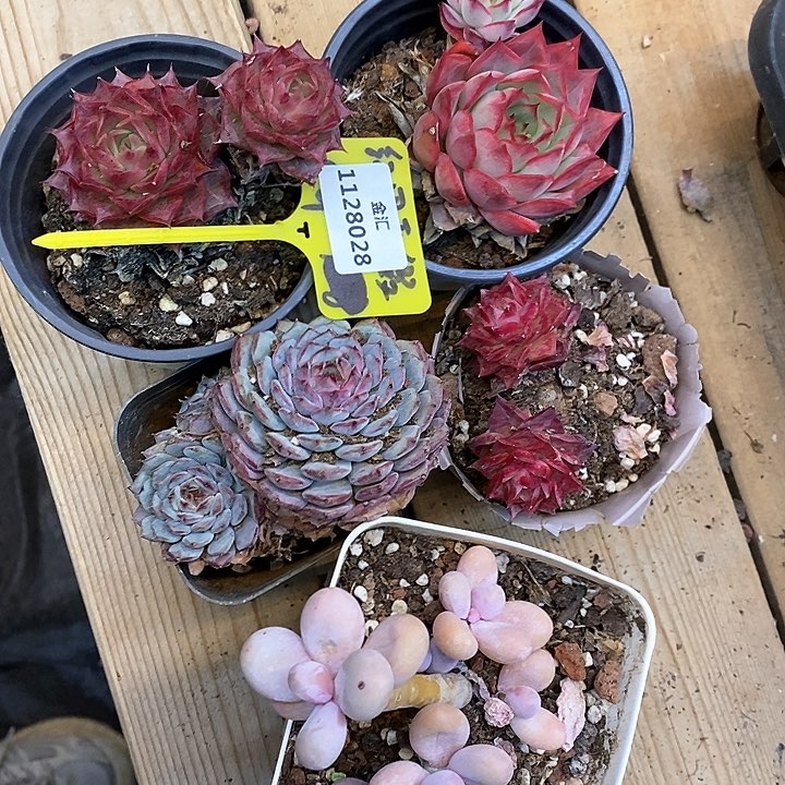 血***疤一筐5 颗。1128028