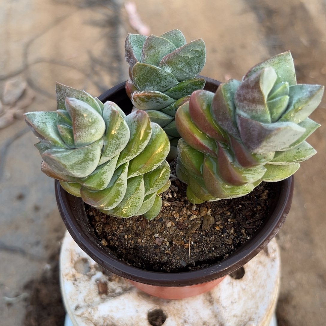 多肉植物多肉植物