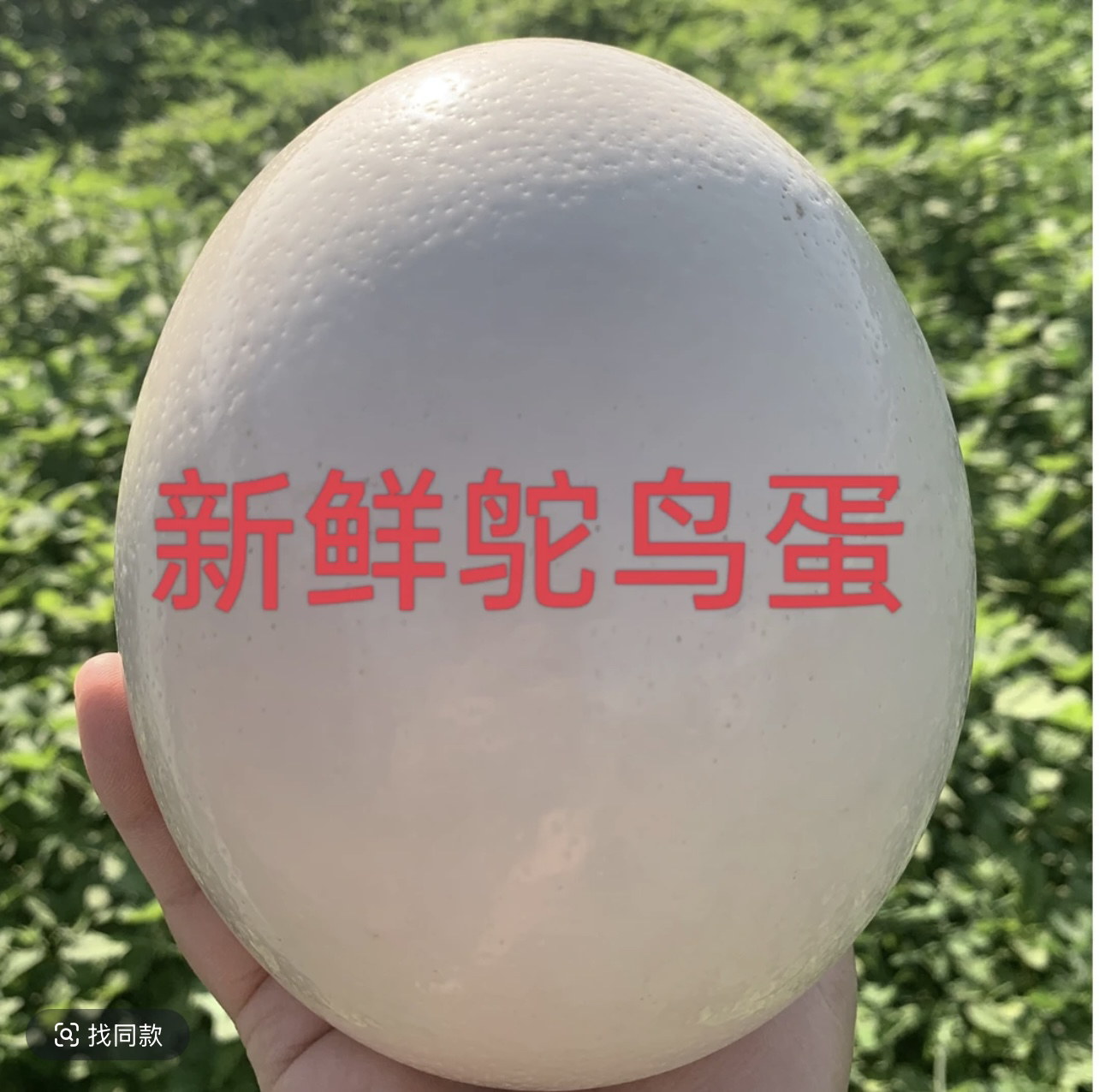 新鲜鸵鸟蛋食用佳品送礼工艺品