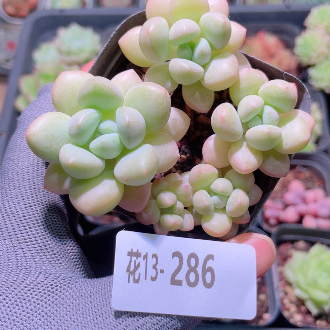 花利美13-286泡泡糖