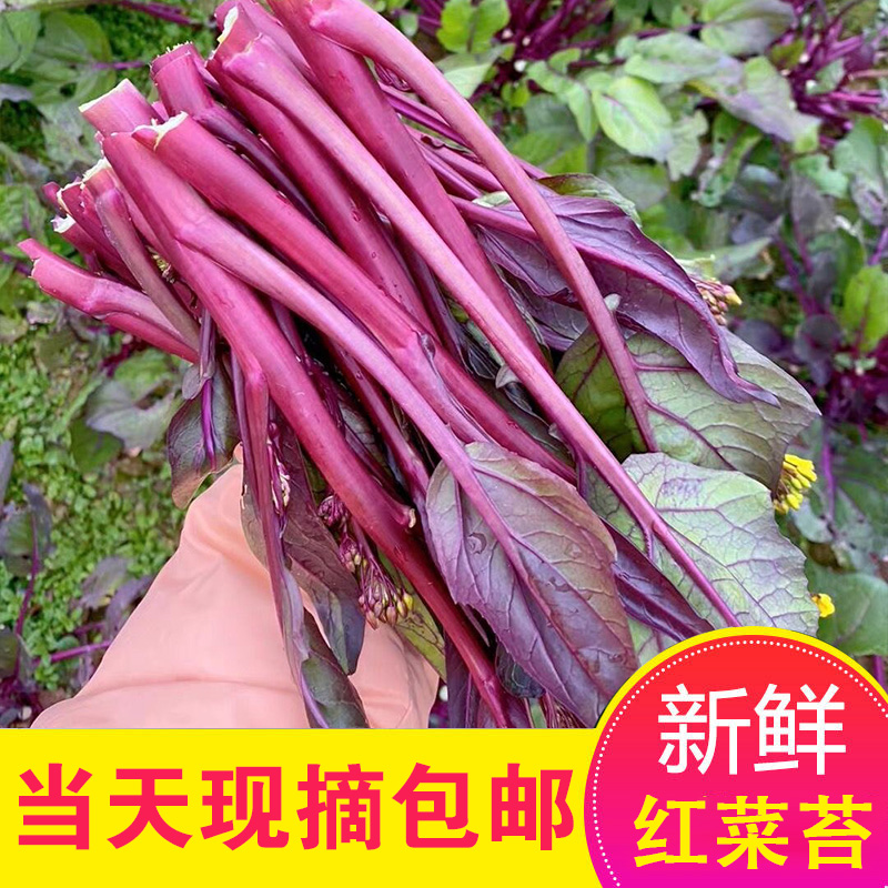 正宗红菜苔新鲜脆嫩露天种植湖北紫菜苔当季时令蔬菜