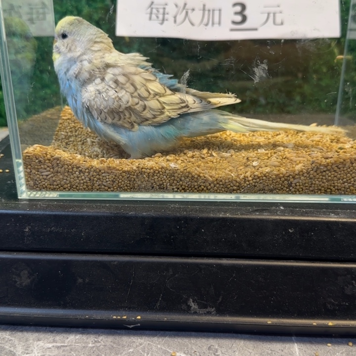 虎皮鹦鹉大头虎皮鹦鹉