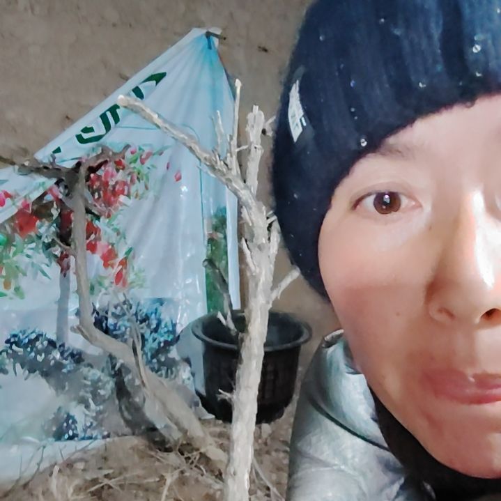 辉***9完全开放枸杞树一颗