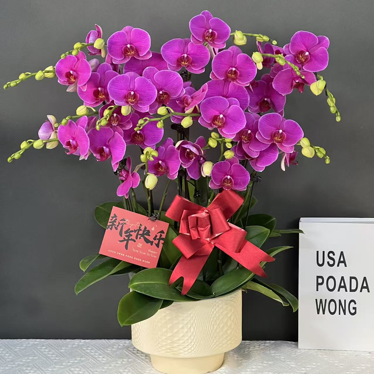 蝴蝶兰（恭喜发财）紫色大花花如其名  好养耐开鲜花高端花卉蝴蝶兰