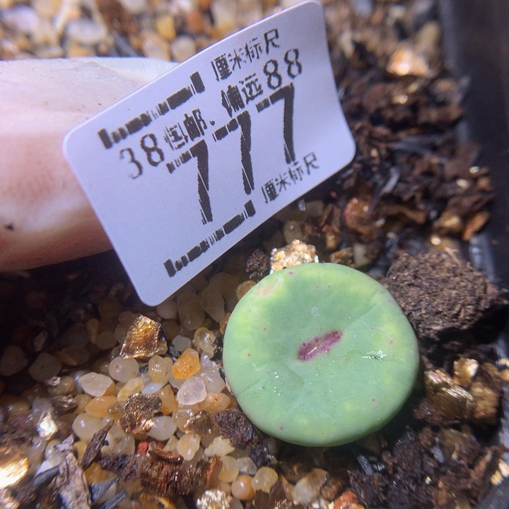 Sss精品生石花777