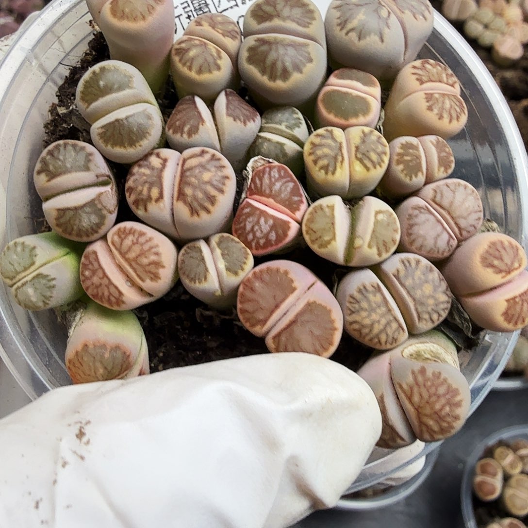 你说是的啊不对是470哈哈