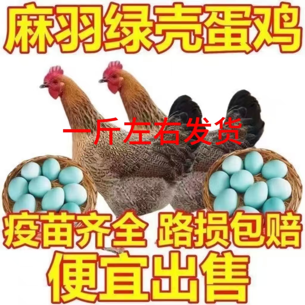 一斤左右麻羽土鸡宠物鸡长尾鸡【顺丰包邮】到手6只