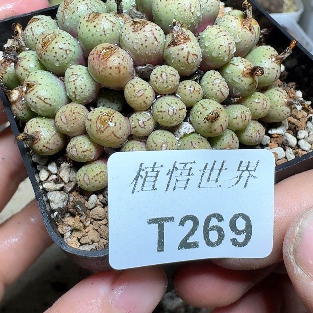 269号多肉植物哇cv