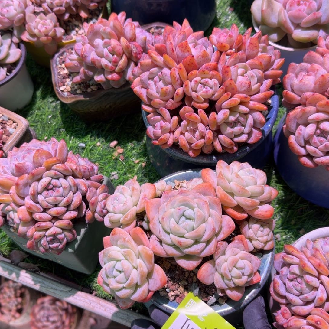 ღ****冰玉群生带盆发货