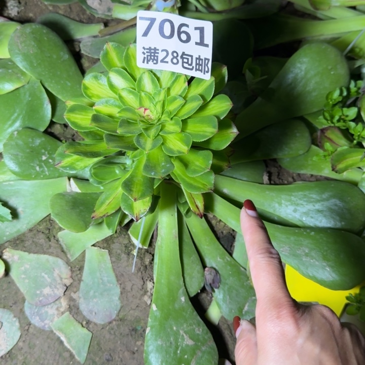 岚7061三号棚知否嫁接多肉G