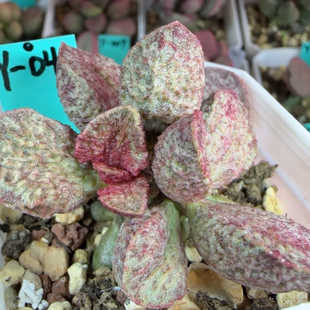 无花朵实生编号042母本