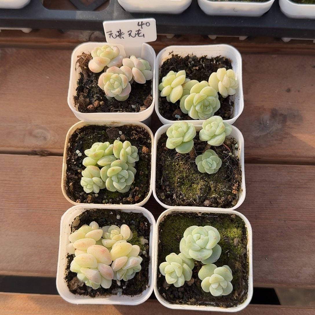 元***去元来元去专拍白底冰玉6颗