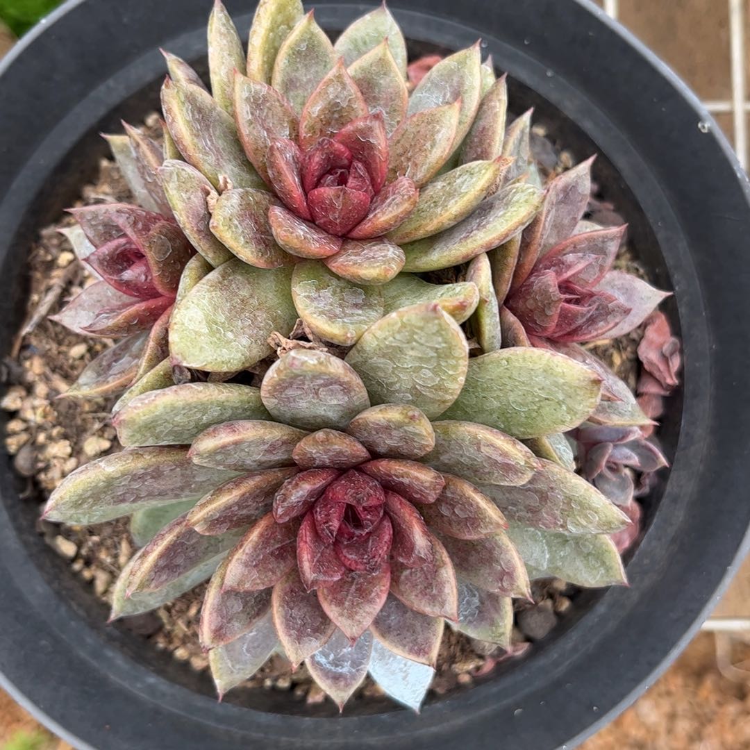 新疆西藏内蒙不包邮，水晶杂