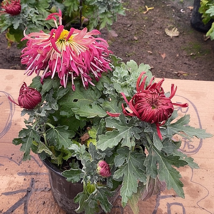 完全开放Q11111111111