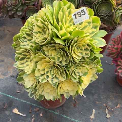 795辛尼亚手捧多肉