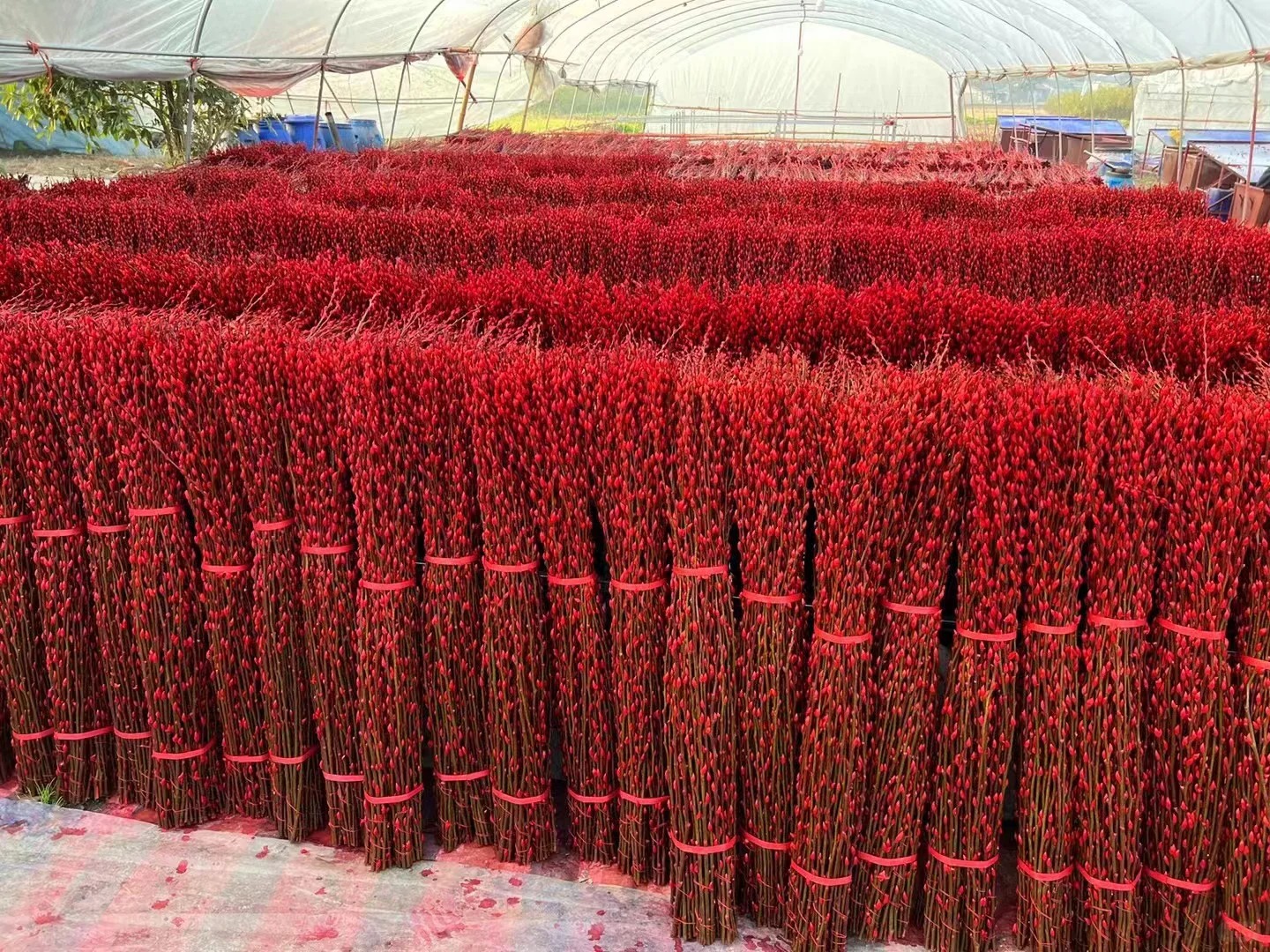 【银柳】年宵花鲜花鲜枝瓶插可做干花 云南昆明基地直发包邮XY