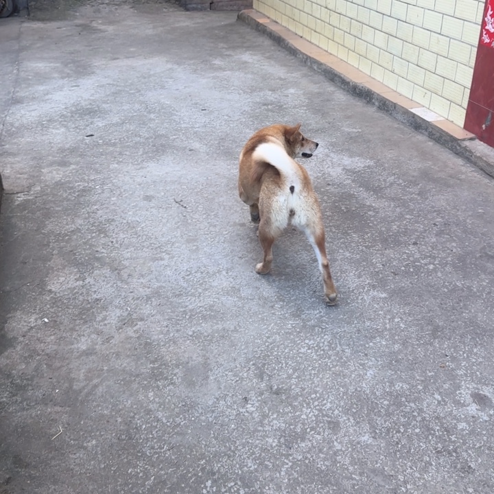 人***悔中华田园犬大母代购不包邮不包售后