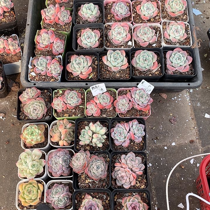 专拍脱土发货颗粒土2包