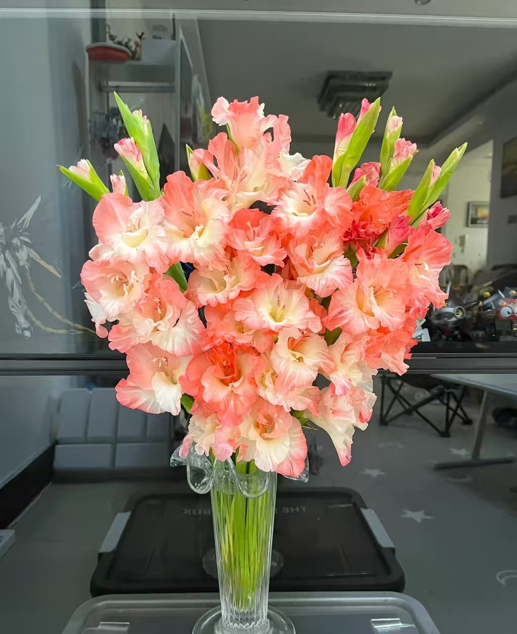 氧花季 草莓蛋糕剑兰 一单包邮 两单升级快递