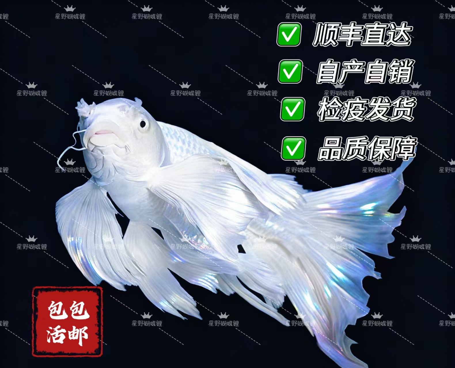 18-22公分白蝴蝶鲤精品渔场直发大鳍大尾狮子头混养群养广温