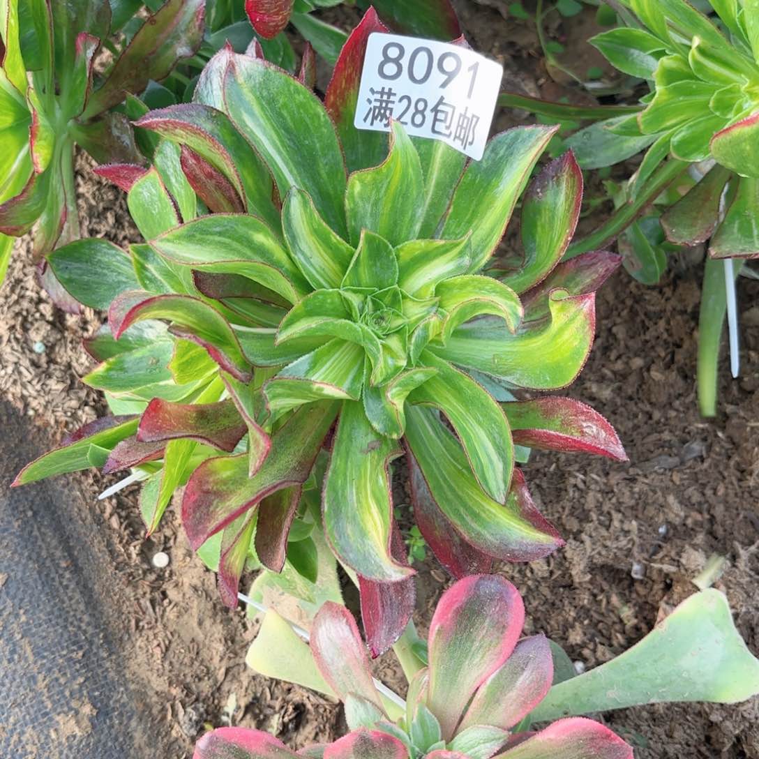 E. 8091魅影中班七彩多肉