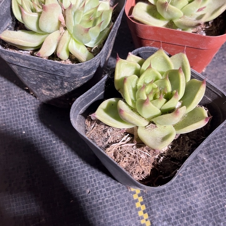 托斯卡一颗带盆土发