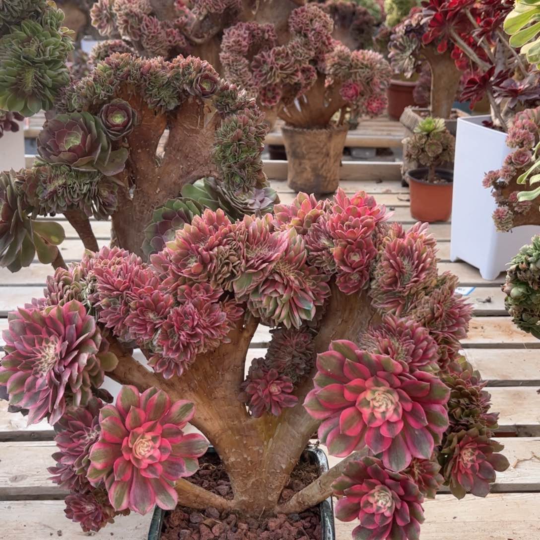 荔枝朵朵老板精品
