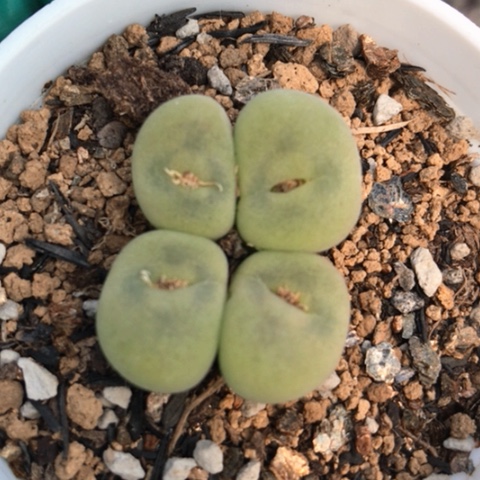 多肉肉锥 园艺空卡佛