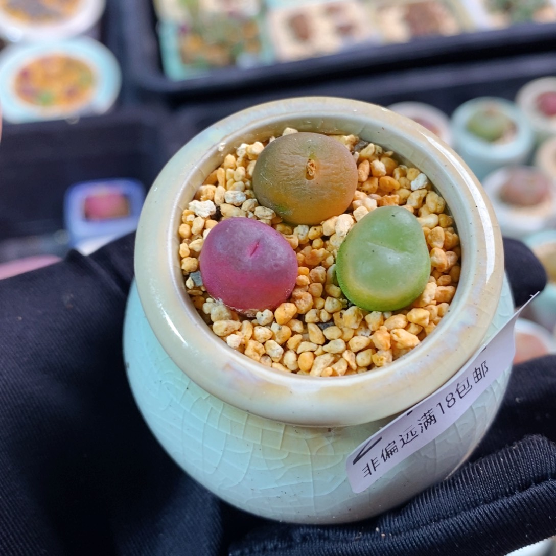 2402-一物一拍带盆 1801.1蟠桃