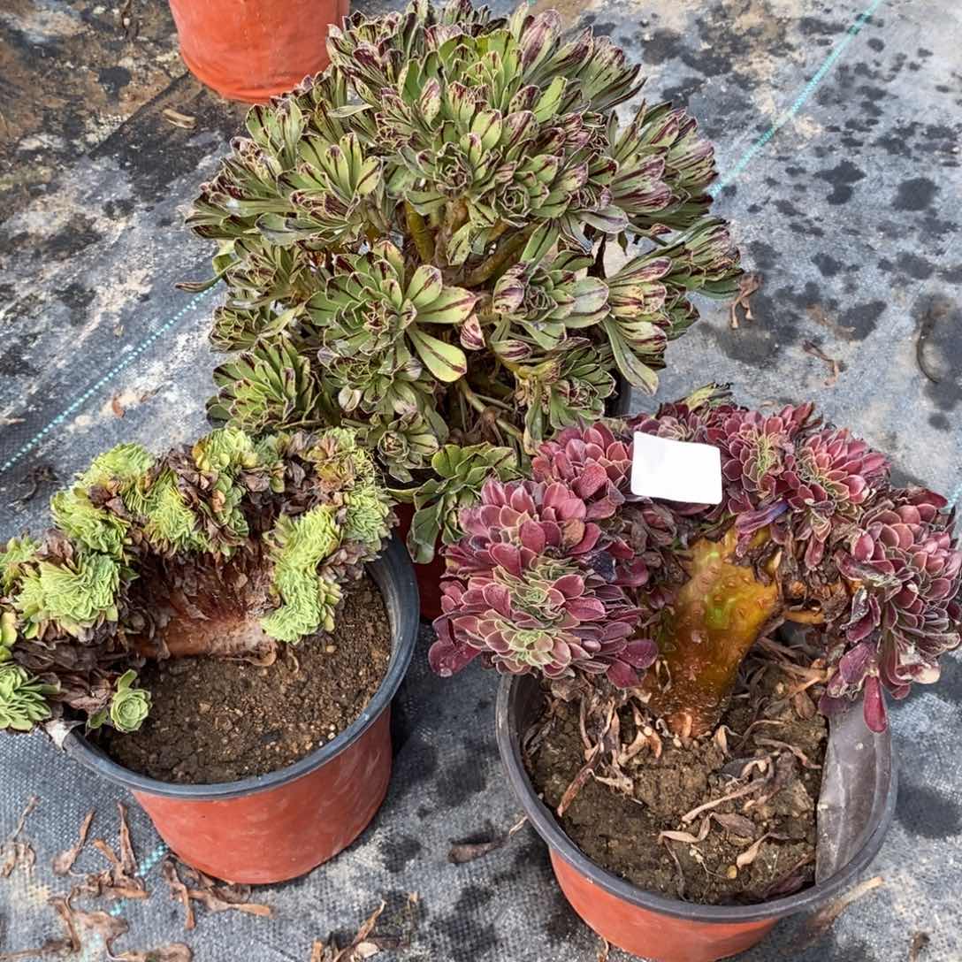 多肉植物组合拼盘2