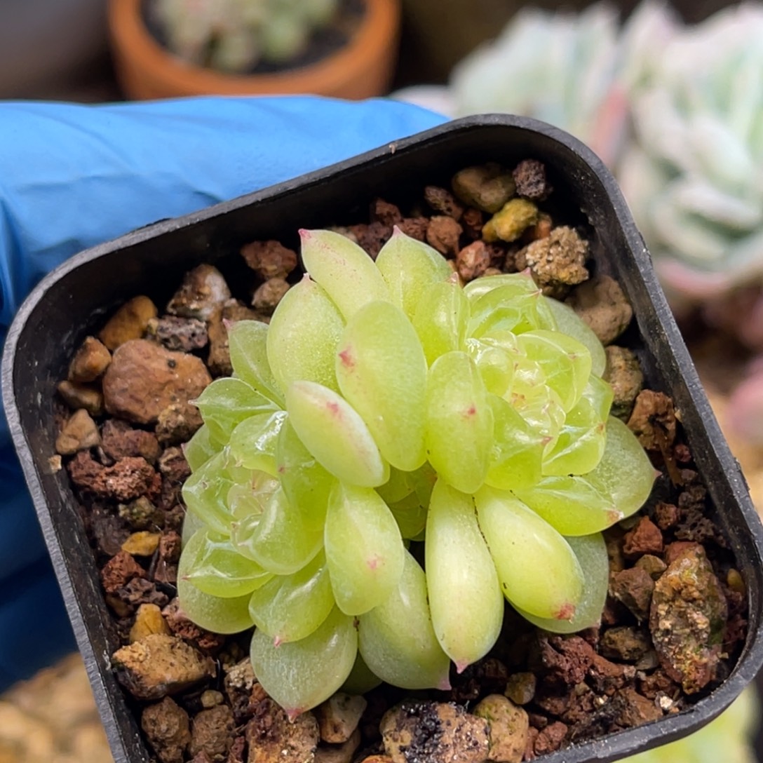 财富密码 青杉 多肉植物