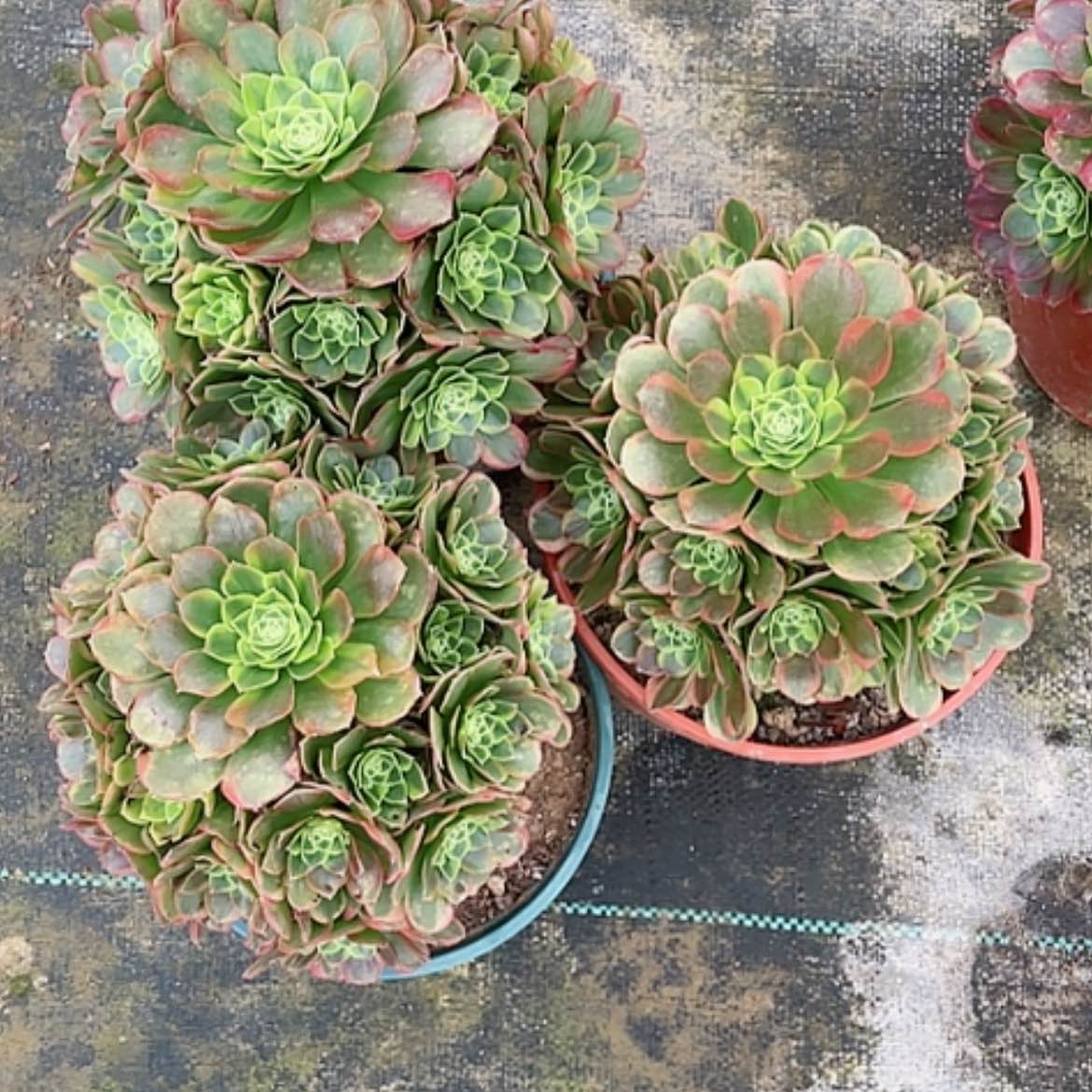 【闪购商品】法师好看也好养