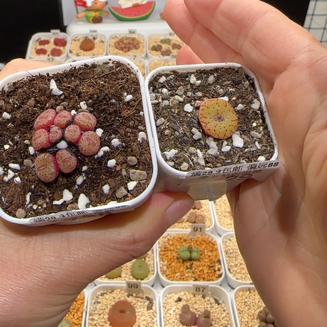 康*肉锥多肉植物百科-762