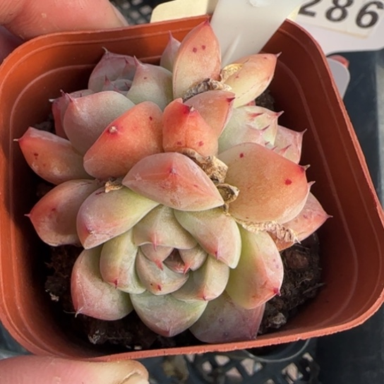 120安娜珍妮一物一拍多肉