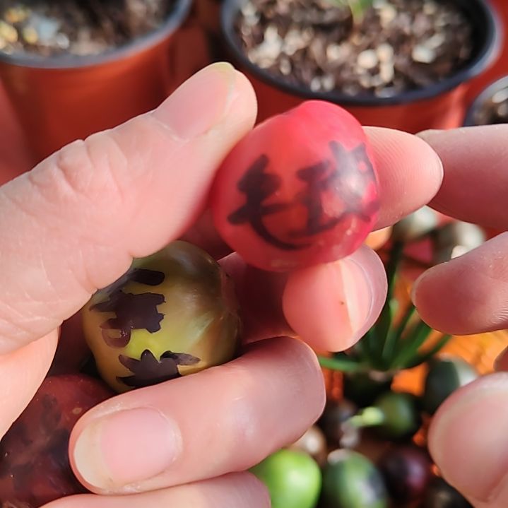 原***野完全开放君子兰四季开花稀释甲醛