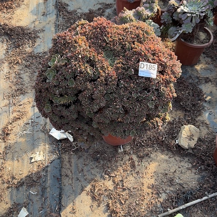 185玫瑰朵朵一颗牙呀