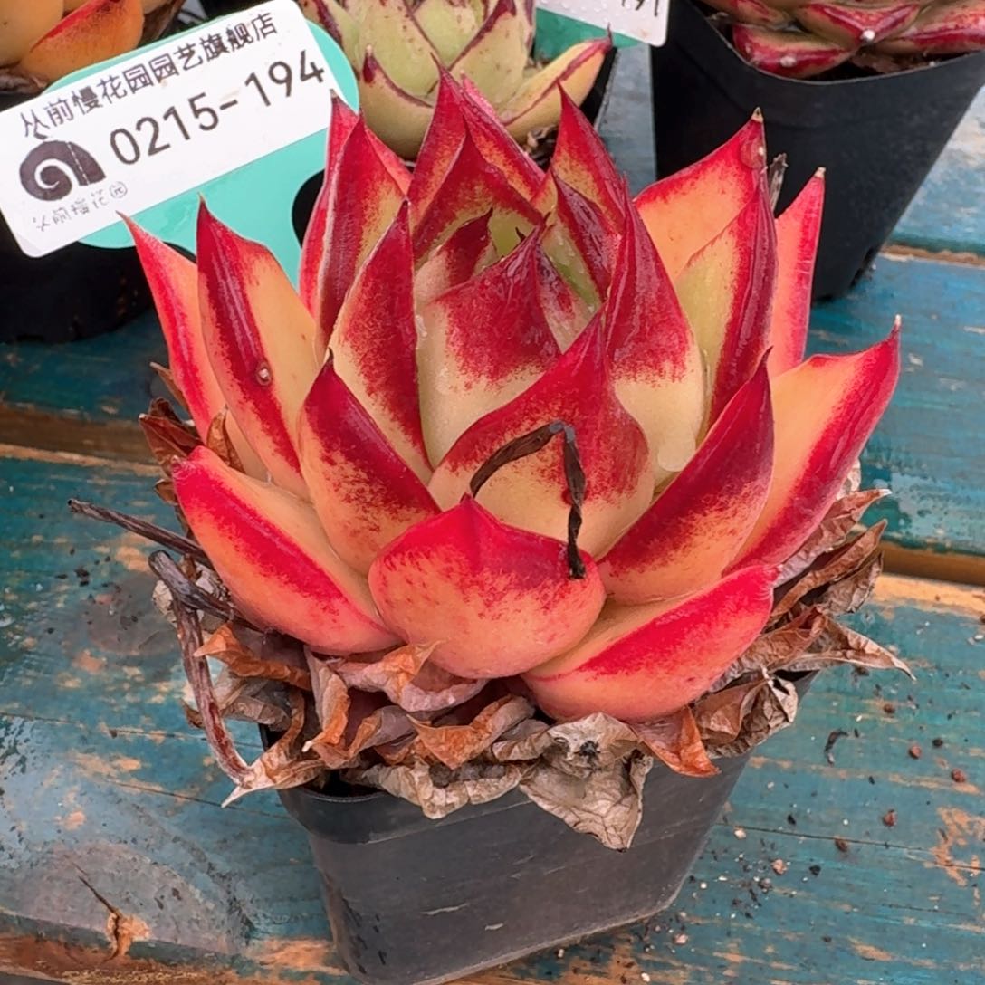 从前慢多肉精选编号0215.194